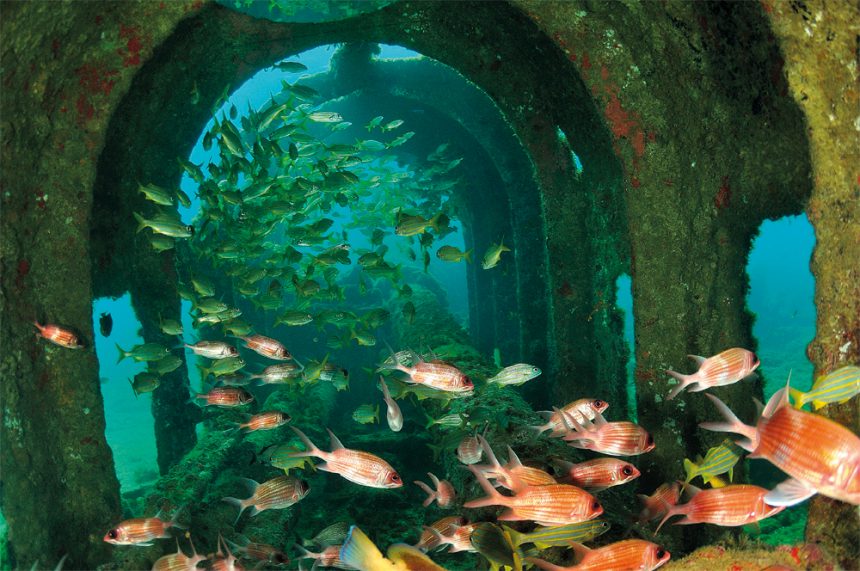 Peixes em Fernando de Noronha